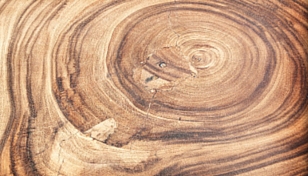 closeup of a cut tree showing the beautiful antural grain